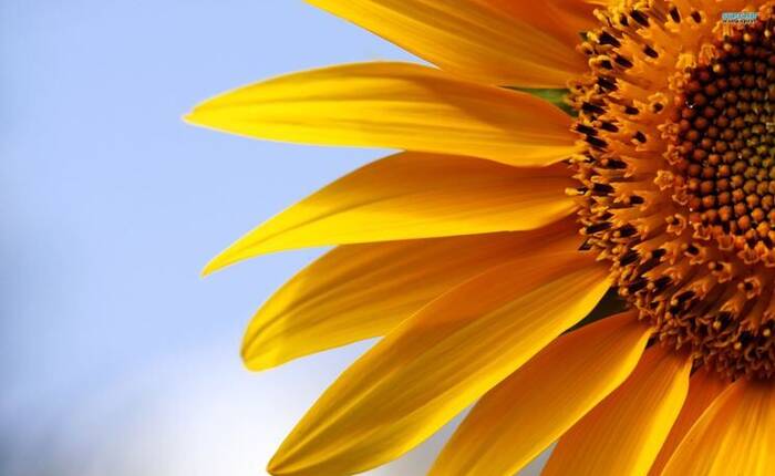 girasole
