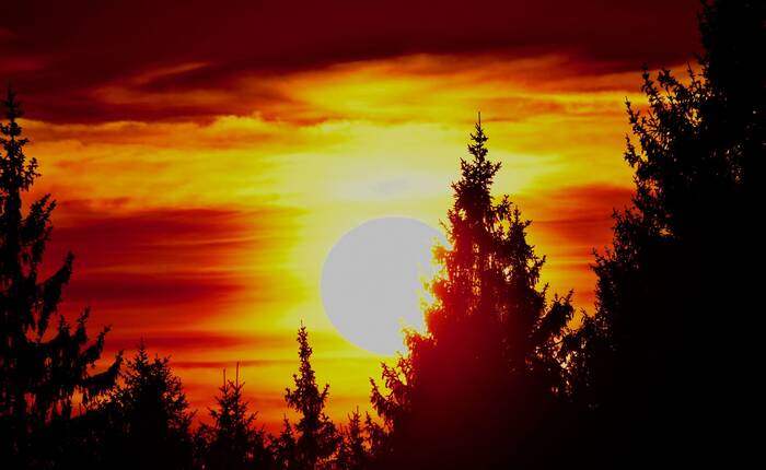Fotografia del sole fra gli alberi