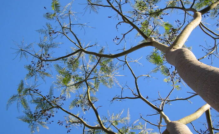 albero