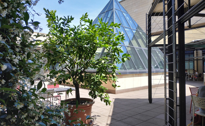 Immagine del Cortile della piramide