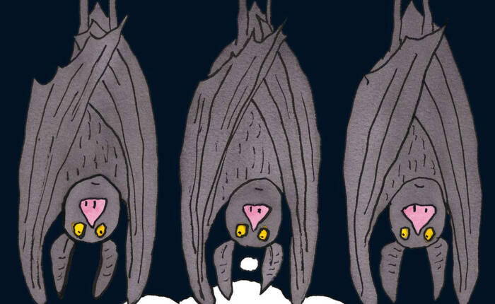 Dei pipistrelli disegnati