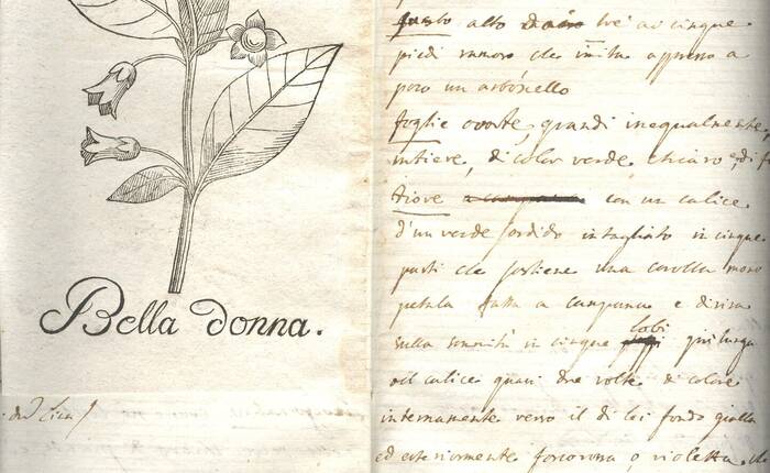 Pietro Cristofori, "Notizia di alcune piante e funghi venefici allignanti nel circolo all'Adige", sec. XIX, Biblioteca civica Rovereto, Ms.46.7