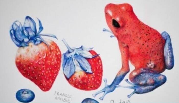 Fragole anfibie interpretate accostando delle fragole a delle rane