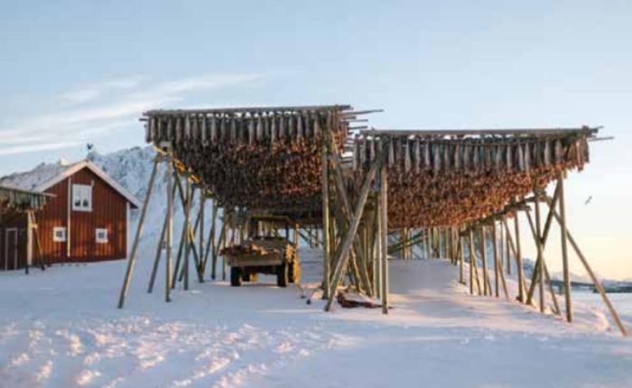 Merluzzi esposti al vento ad essicare