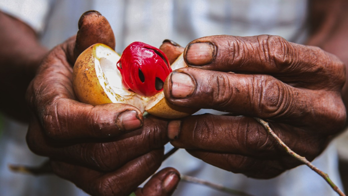 Sri Lanka, la verità sulle spezie