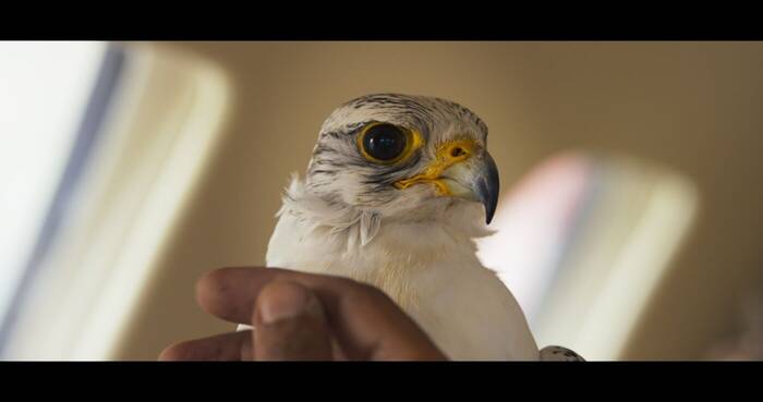 fermo immagine di una scena del film "The Challenge" con primo piano di falco da competizione