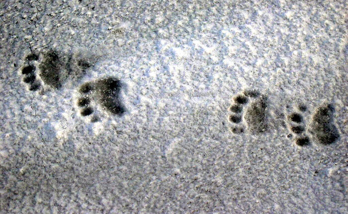 impronte di orso sulla neve