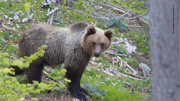orso